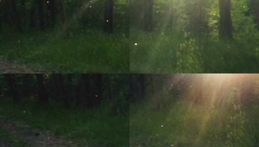 森林里，白色的绒毛在草地上打旋。视频自然背景高清在线视频素材下载