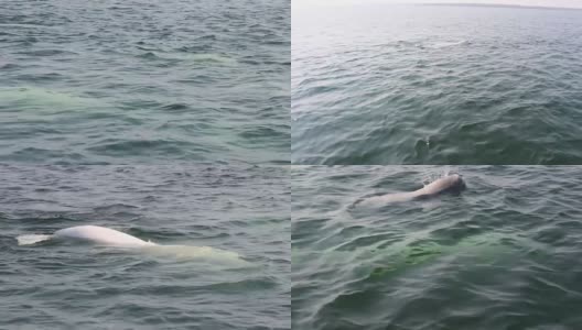 白鲸和海豹在进行游泳比赛高清在线视频素材下载