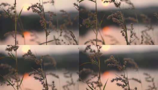 日落时湖旁草地的特写镜头高清在线视频素材下载