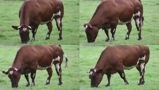 奶牛放牧的视频高清在线视频素材下载
