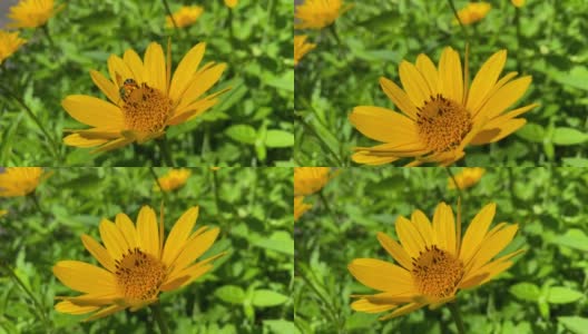 绿黄色的发亮的蜜蜂，腿上满是花粉，落在一朵黄色的花上，飞走了高清在线视频素材下载