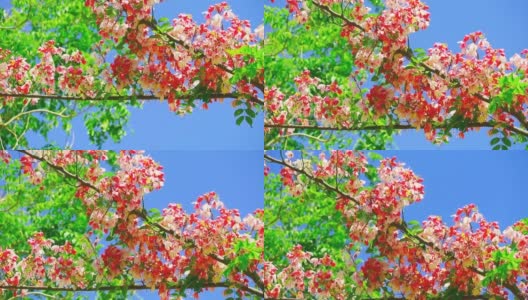 爪哇决明子或粉红色淋浴树或苹果树或彩虹淋浴树在夏天盛开高清在线视频素材下载