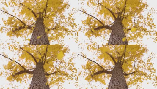 秋天的树叶从树上落下高清在线视频素材下载