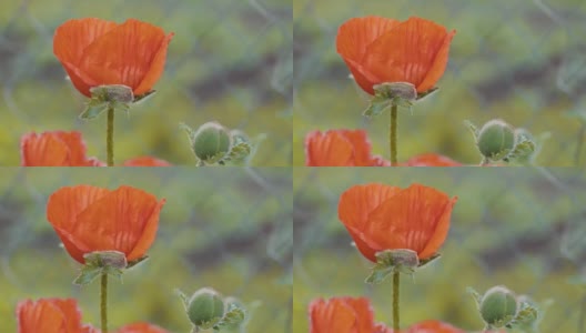 红色的罂粟花在田野里高清在线视频素材下载