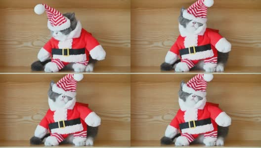 一只滑稽的圣诞老人装扮的猫，她的眼睛被帽子遮住了高清在线视频素材下载