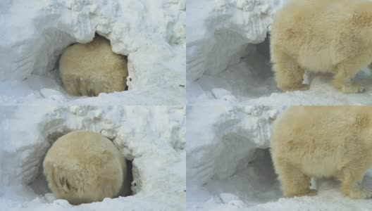 一只白熊从洞穴里爬出来高清在线视频素材下载