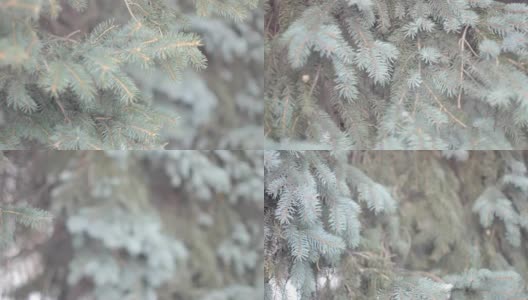 冬天公园的树枝高清在线视频素材下载