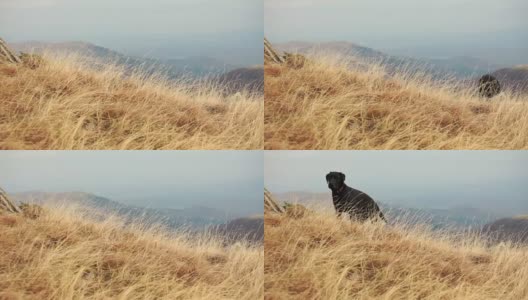 黑色拉布拉多犬在高山秋季景观高清在线视频素材下载
