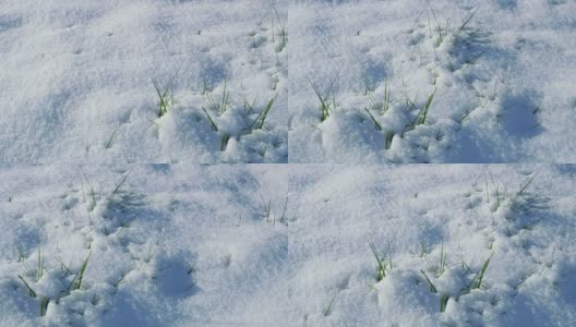 地上是冬雪，地上是春草高清在线视频素材下载