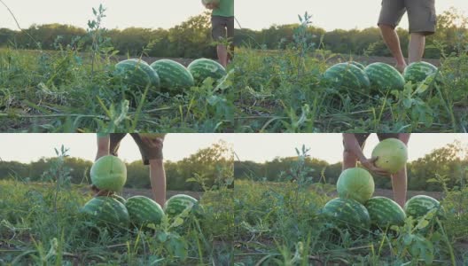 年轻的农民在有机农场的田地里收获西瓜。高清在线视频素材下载