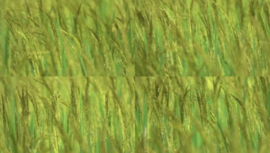 MACRO, DOF:准备收割的绿色水稻的详细视图，在风中沙沙作响。高清在线视频素材下载