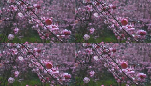 雨天里美丽的梅花超级慢镜头高清在线视频素材下载
