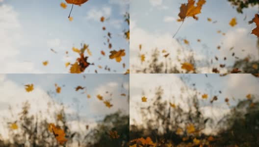 镜头跟随秋叶飘落在森林里。明亮的树叶落在天空的背景。五彩缤纷的秋季。慢动作高清在线视频素材下载