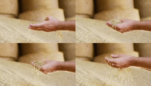 一个年轻的农民站了起来，用极慢的动作混合了一些谷物，大麦，玉米来控制小麦的质量。饲料和生物。高清在线视频素材下载
