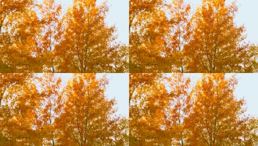 日落时，风吹起金色的桦树叶，映着淡淡的天空高清在线视频素材下载