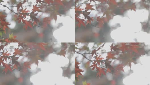 秋天红红的枫叶背景高清在线视频素材下载