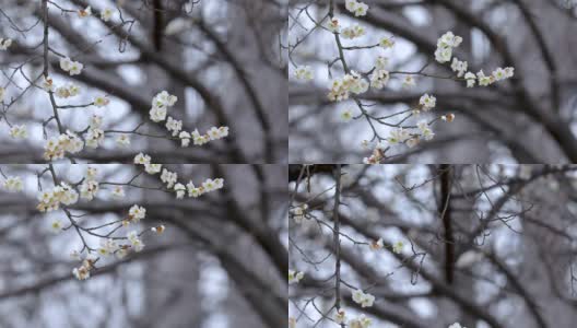 冬天，早春，梅花，开花，白梅高清在线视频素材下载