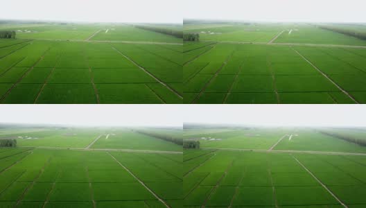 全景自然景观的绿色田野与水稻高清在线视频素材下载