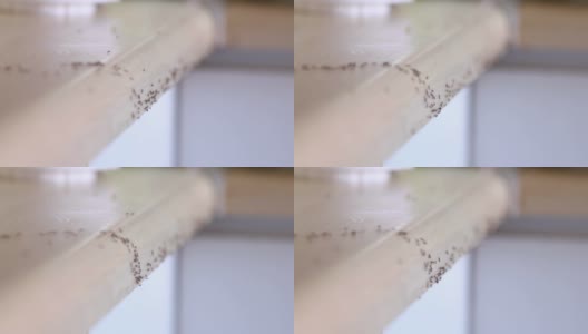 蚂蚁爬行高清在线视频素材下载
