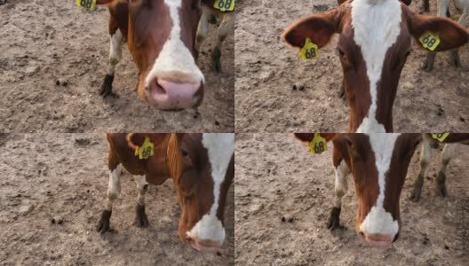 西门塔尔牛的脸部特写镜头高清在线视频素材下载