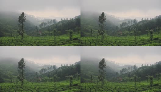 风景山景的茶园，在一个雾蒙蒙的日子，印度芒纳，在黄昏高清在线视频素材下载
