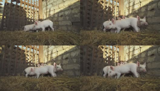 猪圈里四只害羞的小猪。小猪。高清在线视频素材下载