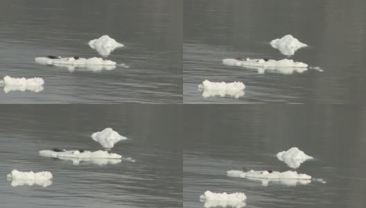两只海豹在冰川湾水域的冰山上休息。高清在线视频素材下载