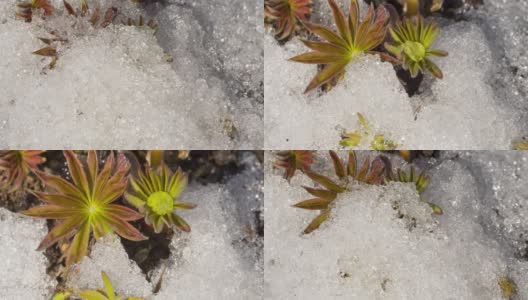 雪融化的时间流逝高清在线视频素材下载