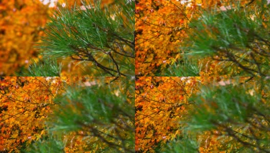 秋色的竹林高清在线视频素材下载