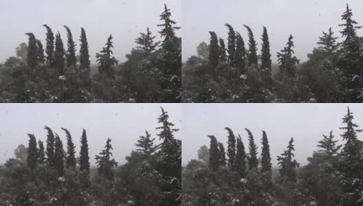 雪花落在杉树上高清在线视频素材下载