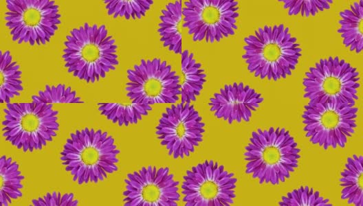 紫罗兰菊动画图案上的黄色背景。简单的花卉无缝循环概念动画高清在线视频素材下载