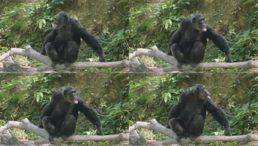 大猩猩独自在森林里高清在线视频素材下载
