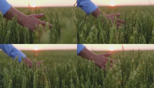 一个农民的手抚摸着一颗未熟的麦穗高清在线视频素材下载