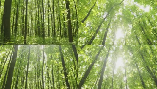夏天的森林树木。大自然绿色木材阳光背景。高清在线视频素材下载