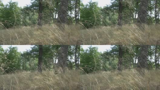 仲夏落叶林中被风吹动的高草61高清在线视频素材下载