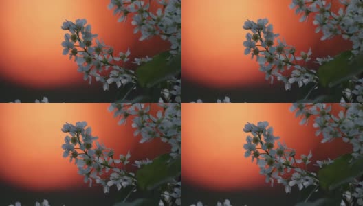 鸟樱桃树，在一个美丽的春天的傍晚，在温暖的日落中盛开的番荔枝高清在线视频素材下载