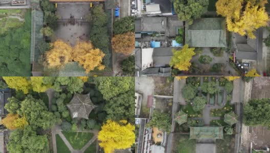 在中国四川省成都市的一个银杏树盛开的公园里，飞过高清在线视频素材下载