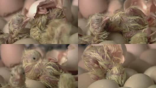婴儿鸡高清在线视频素材下载
