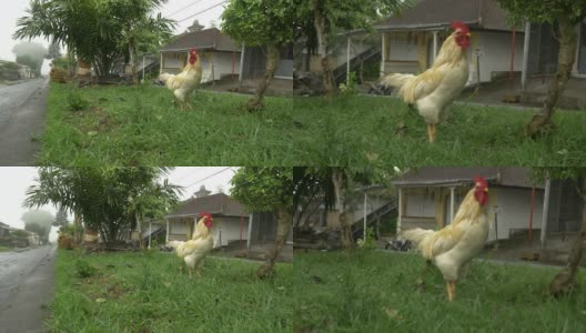 公鸡在草里高清在线视频素材下载