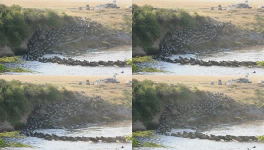 令人难以置信的生存之战——肯尼亚的角马大迁徙高清在线视频素材下载