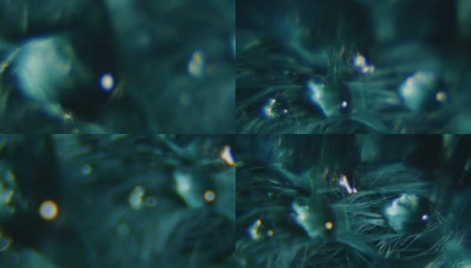水滴在绿色羽毛微距ECU拍摄高清在线视频素材下载