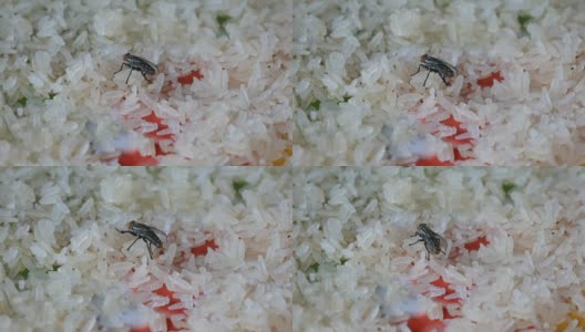 苍蝇聚集在干米粒上高清在线视频素材下载