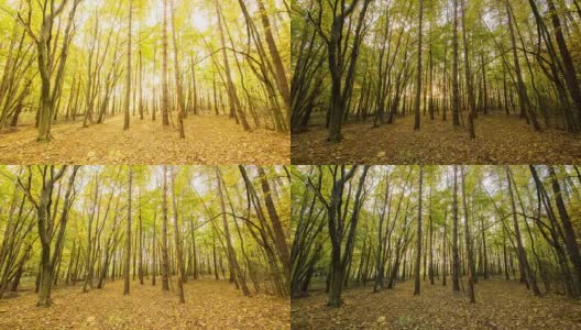 T/L 8K在秋天的森林里抓拍日出高清在线视频素材下载