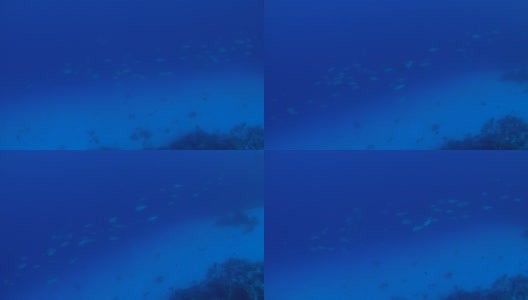 座头鹦嘴鱼在交配前在海底成群游动高清在线视频素材下载