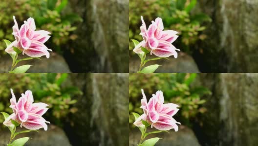 美丽的百合花在花园里高清在线视频素材下载