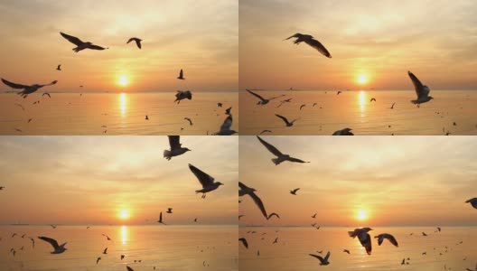 一群海鸥在夕阳中飞过大海高清在线视频素材下载