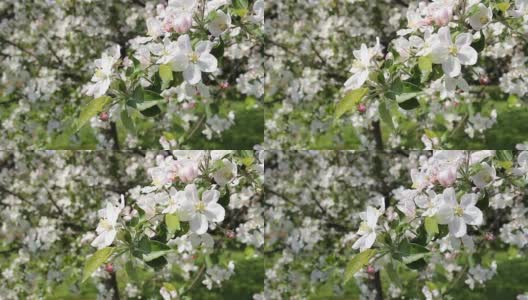 苹果树花。高清在线视频素材下载