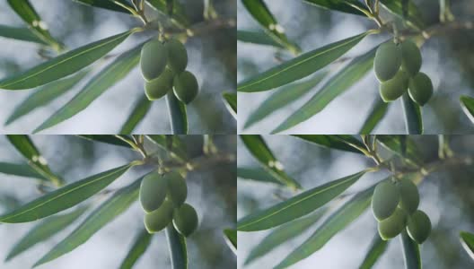 希腊科孚岛的橄榄树高清在线视频素材下载