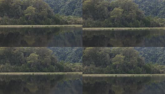 热带雨林和塔斯马尼亚的戈登河高清在线视频素材下载