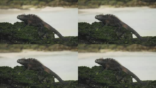 加拉帕戈斯群岛圣克里斯托巴尔岛海岸的海鬣蜥高清在线视频素材下载